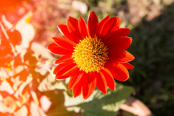 Red Sunflower blooming