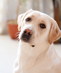 Dog-Labrador white