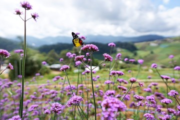 Closeup of butterfly on purple flowers in the garden with blurred sky and cloud as a background (Verbena bonariensis,Tall Verbena, Clustertop Vervain, Purpletop Vervain), Soft focus
