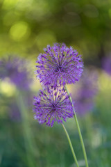 Allium (is a genus of monocotyledonous flowering plants that includes hundreds of species, including the cultivated onion, garlic, scallion, shallot, leek, and chives.)