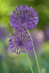 Allium (is a genus of monocotyledonous flowering plants that includes hundreds of species, including the cultivated onion, garlic, scallion, shallot, leek, and chives.)