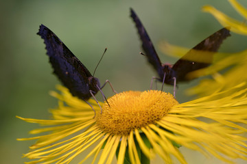 Inula (is a large genus of about 90 species of flowering plants in the family Asteraceae, native to Europe, Asia and Africa.)