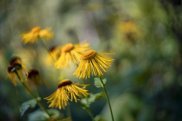 Inula (is a large genus of about 90 species of flowering plants in the family Asteraceae, native to Europe, Asia and Africa.)