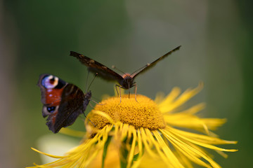 Inula (is a large genus of about 90 species of flowering plants in the family Asteraceae, native to Europe, Asia and Africa.)