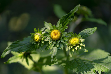 Inula (is a large genus of about 90 species of flowering plants in the family Asteraceae, native to...