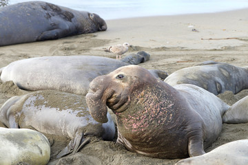 male elephant seal arched up viewing many elephant seals hauled out on a beach. Elephant seals breed annually and are seemingly faithful to colonies that have established breeding areas