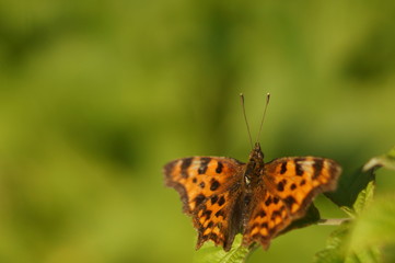 Obraz premium orange butterfly on green background