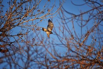 Adult Swainson's hawk (Buteo swainsoni) large Buteo hawk of the Falconiformes. Colloquially known as the grasshopper hawk or locust hawk. Views of in flight  and perching in tree around dusk and sunse