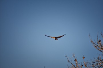 Adult Swainson's hawk (Buteo swainsoni) large Buteo hawk of the Falconiformes. Colloquially known...