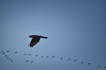 Adult Swainson's hawk (Buteo swainsoni) large Buteo hawk of the Falconiformes. Colloquially known as the grasshopper hawk or locust hawk. Views of in flight  and perching in tree around dusk and sunse