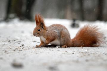 A red squirrel walking in the snow