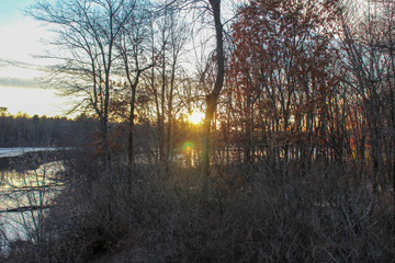 sunset in the dark forest