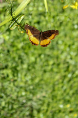 brown and orage butterfly with blured background 