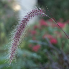Fototapeta premium close up of long grass stem with blured background 