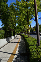 Obraz premium 東京メトロ永田町駅から国会図書館方面に向かう道路沿いの街路樹を国会図書館方面に向かって撮影した写真