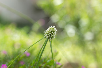 grass seed with bokeh background 