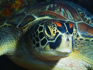 Sea turtle