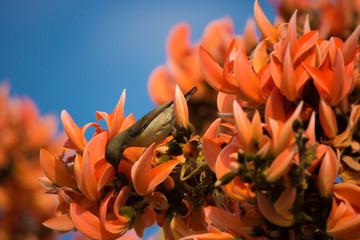A beautiful purple sunbird female on orange flowers
