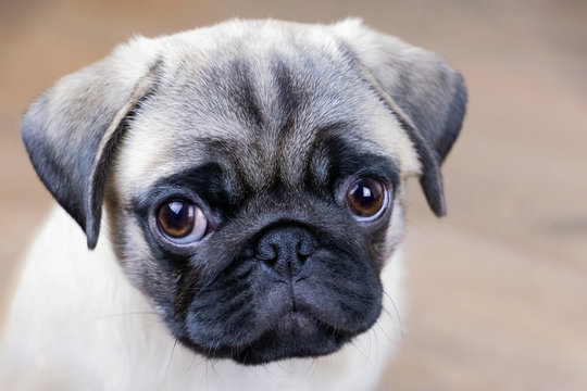 portrait of a cute puppy