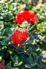 Ohi'a Lehua オヒアレフア