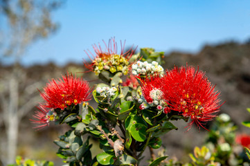 Ohi'a Lehua オヒアレフア