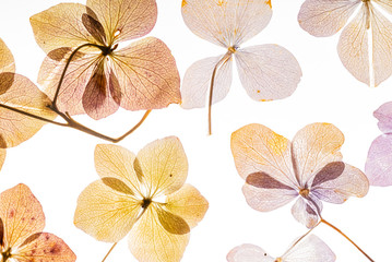 pink hydrangea flowers isolated on the white background