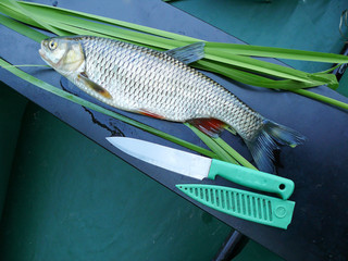 Chub caught in the river