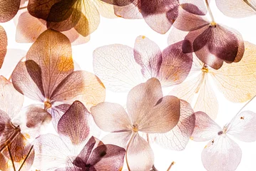 Gordijnen pink hydrangea flowers isolated on the white background © Maksim Shebeko