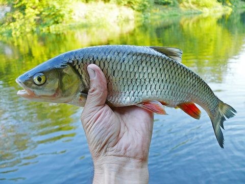Chub in the hand of the angler on the background of the river