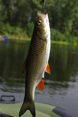 Chub fish on the background of the river