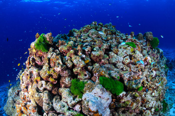 A beautiful, colorful and healthy tropical coral reef