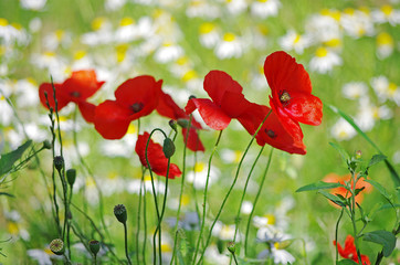 Red poppies on the background of a blooming meadow