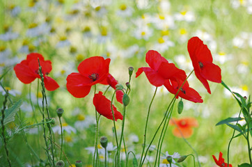 Obraz premium Red poppies on the background of a blooming meadow