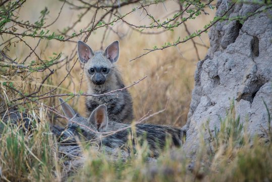 Aardwolf (Proteles cristatus), Kitten, Nxai Pan National Park, Ngamiland District, Botswana, Africa