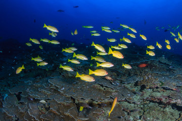 Colorful tropical fish around a healthy coral reef in Asia