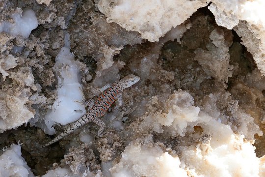 Fabian's Lizard, Lagartija de Fabian (Liolaemus fabiani) between salt crystals, National Reserve of Los Flamencos, Reserva nacional Los Flamencos, near San Pedro de Atacama, Region de Antofagasta, Chile, South America