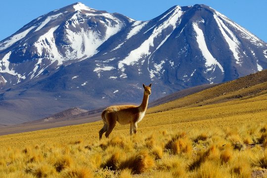 Vicuna standing in grassy field against mountain
