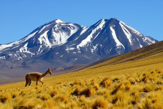 Vicuna (Vicugna vicugna) off Lascar Volcano, Los Flamencos National Reserve, Reserva nacional Los Flamencos, near San Pedro de Atacama, Region de Antofagasta, Chile, South America