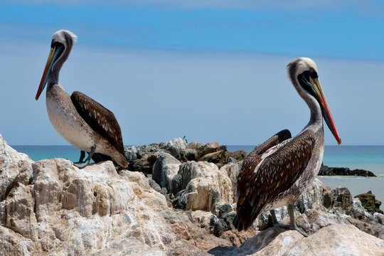 Peruvian Pelicans (Pelecanus thagus) on rocks, Pan de Azucar National Park, near Chanaral, Region de Atacama, Chile, South America