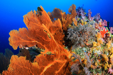 A beautiful, colorful and healthy tropical coral reef