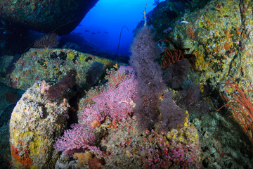 A small underwater tunnel on a coral reef in the Andaman Sea