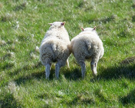 Two young sheep running, from behind, peninsula Langanes, Porshofn, Austurland, Iceland, Europe