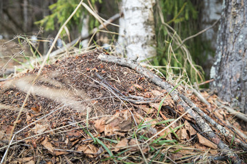Ant hill in a pine forest in early spring