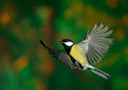 Great Tit (Parus major) in flight, Hesse, Germany, Europe