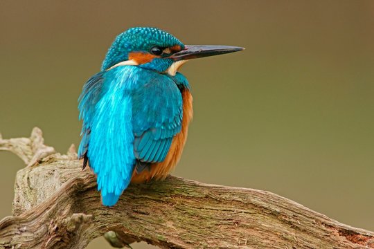 Kingfisher (Alcedo atthis), Hesse, Germany, Europe