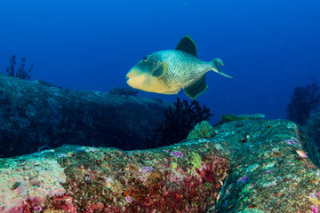 Naklejka na ściany i meble A yellow margin Triggerfish on a coral reef in Thailand