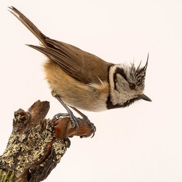 European Crested Tit (Parus cristatus), Tyrol, Austria, Europe
