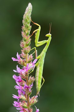 Praying Mantis (Mantis religiosa), Burgenland, Austria, Europe