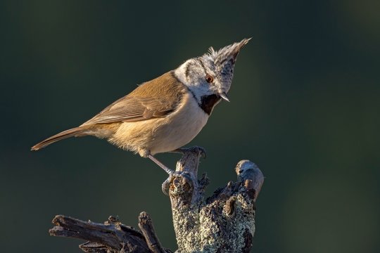 European Crested Tit (Parus cristatus), Tyrol, Austria, Europe
