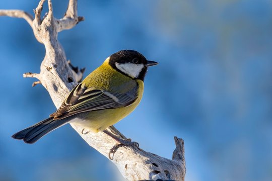 Great Tit (Parus major), Tyrol, Austria, Europe